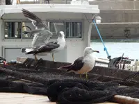 漁港めしの写真・動画_image_159307