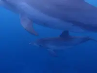 御蔵島の写真・動画_image_159485