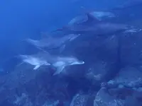 御蔵島の写真・動画_image_159487