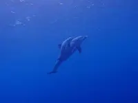 御蔵島の写真・動画_image_159488