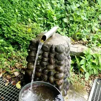 御蔵島の写真・動画_image_159491