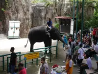 Sriracha Tiger Zoo（シーラチャ・タイガー・ズー）の写真・動画_image_159496