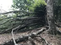 鷹ノ巣山の写真・動画_image_160173