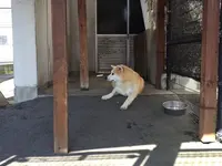 秋田犬会館の写真・動画_image_160446