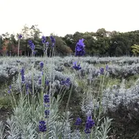 フラノ寶亭留の写真・動画_image_160773