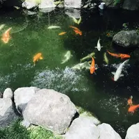 フォーレなかかわね茶茗舘の写真・動画_image_161088