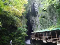 秋芳洞の写真・動画_image_161342