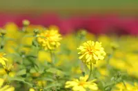 ひるがの高原コキアパークの写真・動画_image_161773