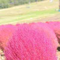 ひるがの高原コキアパークの写真・動画_image_161775