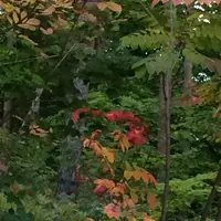 日本ロマンチック街道の写真・動画_image_161931