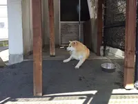 秋田犬会館の写真・動画_image_161971