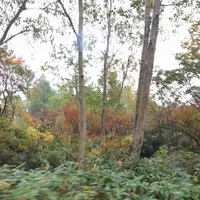 草津白根山の写真・動画_image_162042
