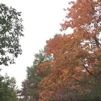草津白根山の写真・動画_image_162043