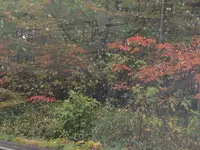 草津白根山の写真・動画_image_162044
