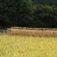 草津白根山の写真・動画_image_162055