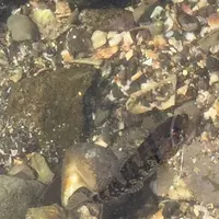 かなやの写真・動画_image_162380