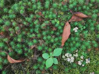 兼六園の写真・動画_image_162496