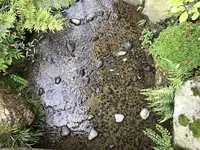 兼六園の写真・動画_image_162497