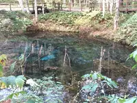 神の子池の写真・動画_image_162704