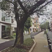 九品仏川緑道 / グリーンストリートの写真・動画_image_162861