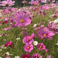三田市の写真・動画_image_162965