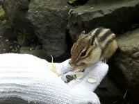 オホーツクシマリス公園の写真・動画_image_163146