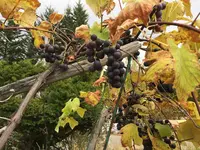 夕陽の家の写真・動画_image_163152