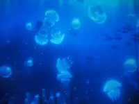 仙台うみの杜水族館の写真・動画_image_163544