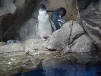 仙台うみの杜水族館の写真・動画_image_163545