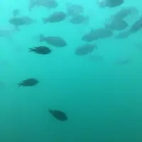 水中観光船「にじいろさかな号」の写真・動画_image_163932