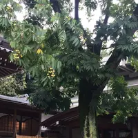 深大寺の写真・動画_image_164235