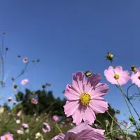 国営昭和記念公園の写真・動画_image_164310