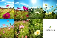 昭和記念公園 みんなの原っぱの写真・動画_image_164315