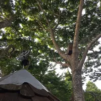 東北ツリーハウス観光協会3号ツリーハウスの写真・動画_image_164652