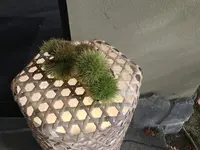 鷹明亭 辻旅館の写真・動画_image_164686