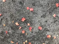 鷹明亭 辻旅館の写真・動画_image_164687