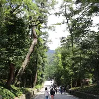 出雲大社の写真・動画_image_165078