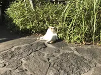 由布院玉の湯の写真・動画_image_165150