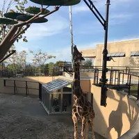 旭川市 旭山動物園の写真・動画_image_165389