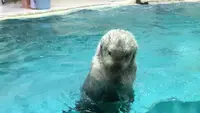鳥羽水族館の写真・動画_image_165968