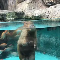 鳥羽水族館の写真・動画_image_165969