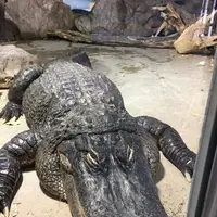 鳥羽水族館の写真・動画_image_165970