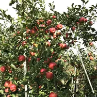 塩崎農園の写真・動画_image_165983