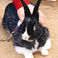 伊香保グリーン牧場の写真・動画_image_166033