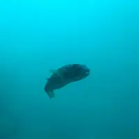 足摺海底館の写真・動画_image_166261