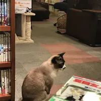 猫の居る休憩所299の写真・動画_image_166407