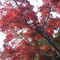 高尾山の写真・動画_image_166513