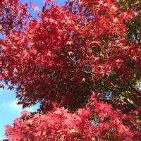 高尾山の写真・動画_image_166516