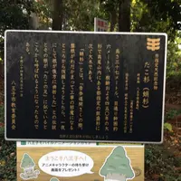たこ杉の写真・動画_image_166532