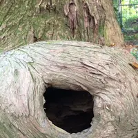 たこ杉の写真・動画_image_166534